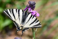 Iphiclides podalirius