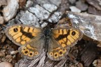 Lasiommata megera