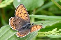 Lycaena tityrus