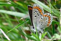 Aricia agestis