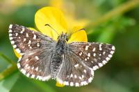 Pyrgus malvae / Pyrgus malvoides