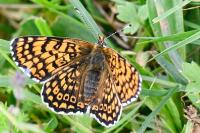 Melitaea cinxia