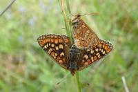 Euphydryas aurinia