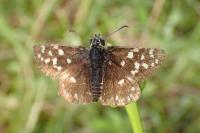 Pyrgus malvoides