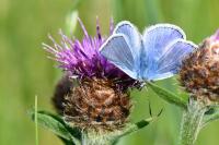 Polyommatus icarus