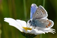 Polyommatus icarus