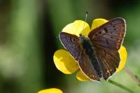 Lycaena tityrus