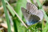 Glaucopsyche alexis