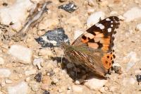 Vanessa cardui