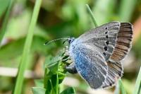 Glaucopsyche alexis