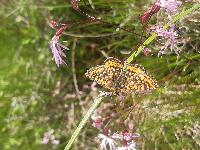 Euphydryas aurinia