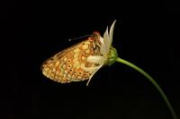Euphydryas aurinia