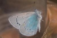 Glaucopsyche alexis
