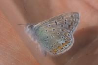 Polyommatus icarus