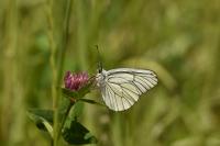 Aporia crataegi