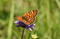 Melitaea phoebe