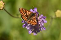 Euphydryas aurinia aurinia