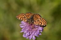 Melitaea cinxia