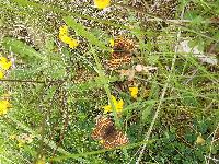 Melitaea phoebe