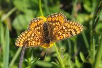 Euphydryas aurinia