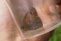 Maniola jurtina