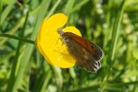 Coenonympha pamphilus