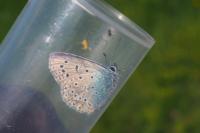 Polyommatus icarus