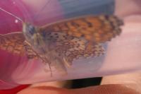 Melitaea cinxia