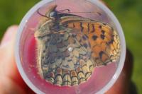 Melitaea phoebe
