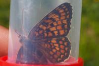 Melitaea phoebe