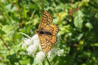 Euphydryas aurinia