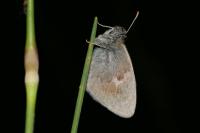 Coenonympha pamphilus