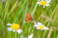 Melitaea parthenoides
