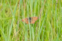 Melitaea cinxia