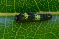 Iphiclides podalirius