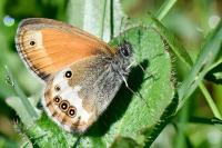 Coenonympha arcania