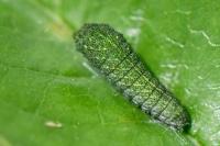 Iphiclides podalirius