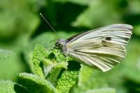 Pieris rapae