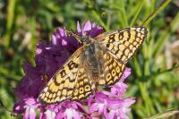 Melitaea cinxia