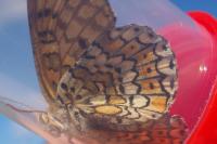 Melitaea cinxia