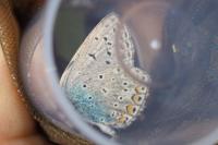 Polyommatus icarus