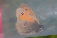 Coenonympha pamphilus