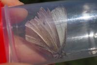 Pieris rapae