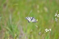Iphiclides podalirius