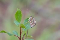 Melitaea phoebe