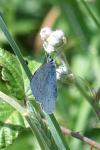 Celastrina argiolus