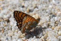 Melitaea cinxia