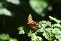 Pararge aegeria