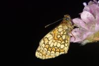 Melitaea parthenoides
