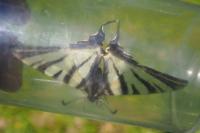 Iphiclides podalirius